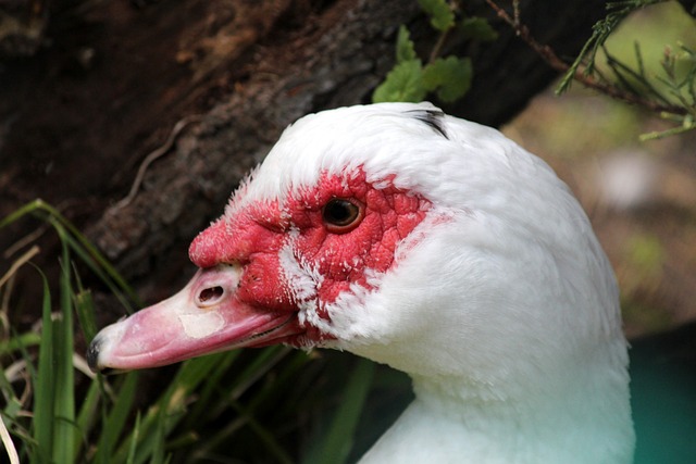 奥斯梅恩的 奥斯梅恩的
